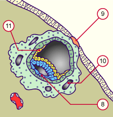 media/multuse/f2k_implant9j.gif