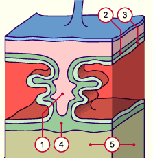 media/module10/animcoque/f3_coquecyt3.gif