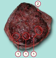 media/module10/f3_macromat.jpg