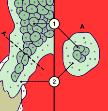 media/module10/f3c_vilosprim.gif