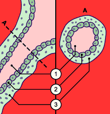 media/module10/f3d_vilossecond.gif