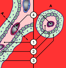 media/module10/f3e_vilostert.gif