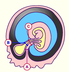 media/module10/f7_ccordon.gif