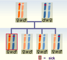 media/module11/k1b_rezessiv.gif