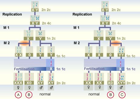 media/module11/k2b_TrisMonX2.gif