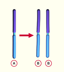 media/module11/k2h_Normochromosomie.gif