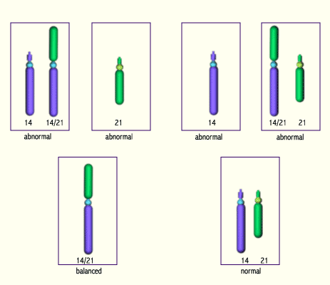 media/module11/k2l_TranslokRobGamet.gif