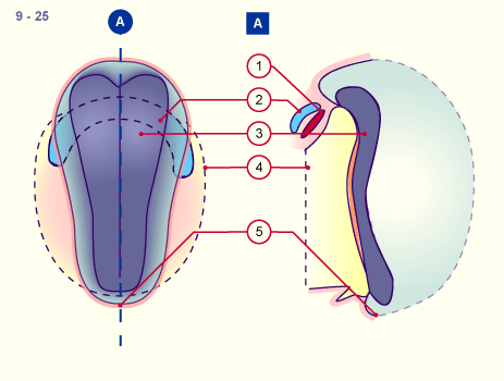 media/module16/p1_pericardfruh9.gif