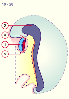 media/module16/p1d_pericardinout10.gif