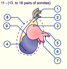 media/module16/p1g4_herzentwick10.gif