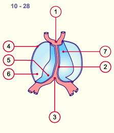 media/module16/p1pop_pericardspat10.gif