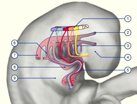 media/module16/p2g_neuralcrest.jpg