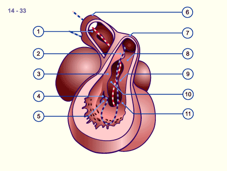 media/module16/p2h_Ausflussseptierung14N.gif