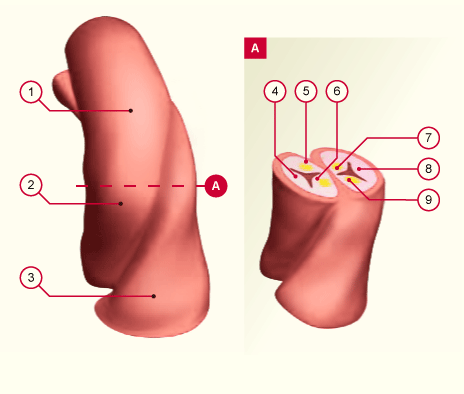 Nodules des valvules semilunaires de la valve aortique - e-Anatomy - IMAIOS
