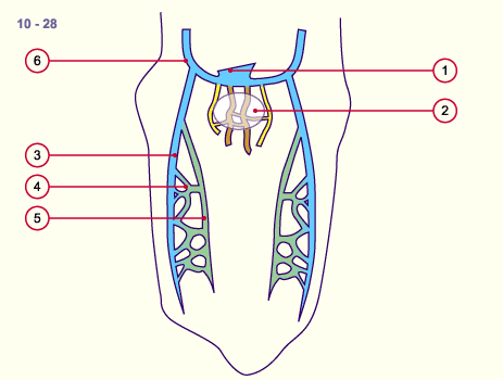 media/module16/p6_kardinalvenen10.gif