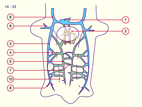 media/module16/p6_kardinalvenen14a.gif