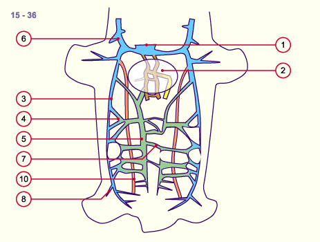 media/module16/p6_kardinalvenen15a.gif