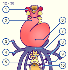 media/module16/p6a_Herzaussehen11.gif