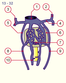 media/module16/p6b1_VenenUmbilical13.gif