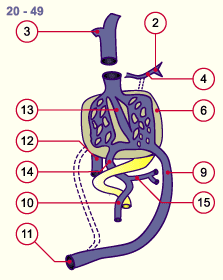 media/module16/p6b4_VenenUmbilical20.gif