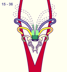 media/module16/p7_Aortenbogen15a.gif