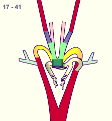 media/module16/p7_Aortenbogen17a.gif