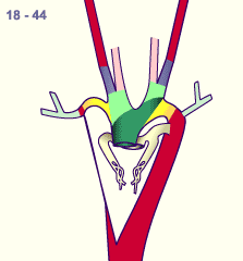 media/module16/p7_Aortenbogen18.gif