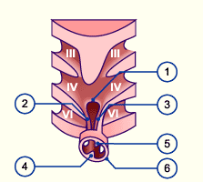 media/module16/p7a_pharyngealbogenN.gif