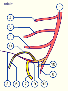 media/module16/p7d_AortaVentralAdulte.gif