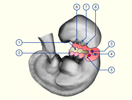 media/module17/q2b_embryo13.jpg