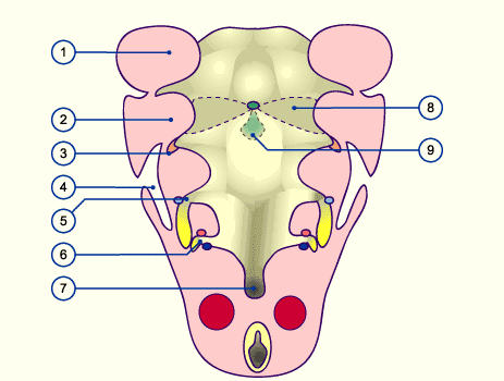 Ganglions lymphatiques | embryology.ch