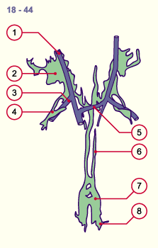 media/module17/q2f_lymphsystem18.gif