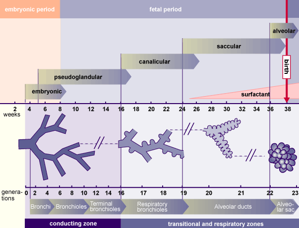 media/module18/r1l_ueberblick_airway.gif