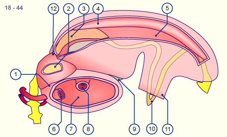 media/module18/r4f_zoelom18.gif