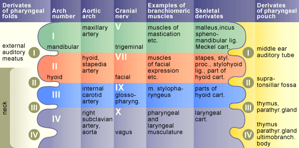 media/module19/s1d_pharyngealderivate.gif