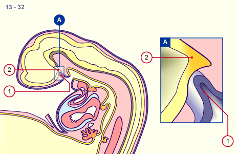 media/module19/s1f_Adenohypo1.gif