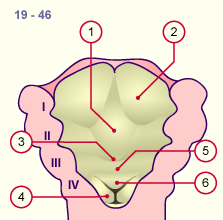 media/module19/s1h3_Zunge3.gif