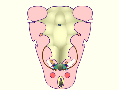 media/module19/s1q2_PharOriginThmaior.gif