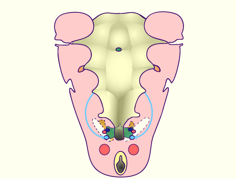 media/module19/s1q4_PharOriginparathinferior.gif