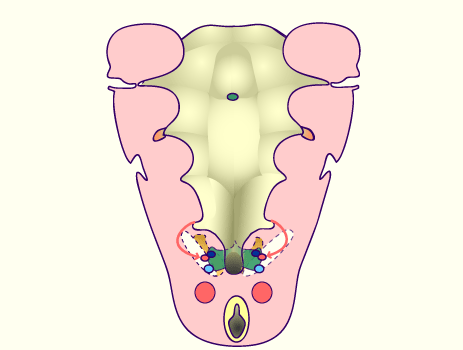 media/module19/s1q6_PharOriginultimopharyng.gif