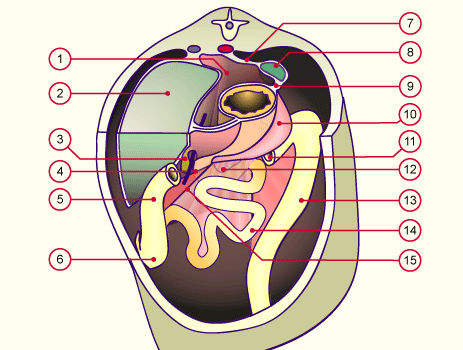 media/module19/s5a_Mesenterium2.gif