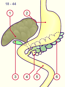 media/module19/s6a3_Pankreas18.gif