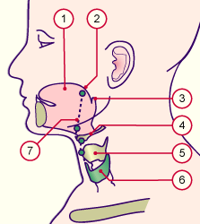 media/module19/s8g_Lokalisthyroidea.gif