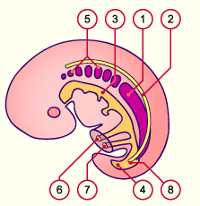 media/module20/t3a1_pronephros.gif