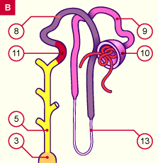 media/module20/t4a2_tube.gif