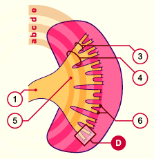 media/module20/t4b5_calices.gif