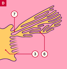 media/module20/t4b6_calices.gif