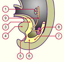 media/module20/t4p2_migr_sans_fleche.gif