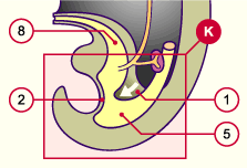 media/module20/t5a1_sepcloac.gif