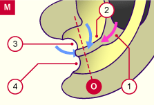 media/module20/t5b2_sepcloac.gif